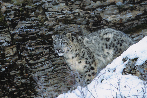 Sbow Leopard in Montana