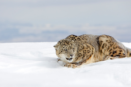 Sbow Leopard in Montana