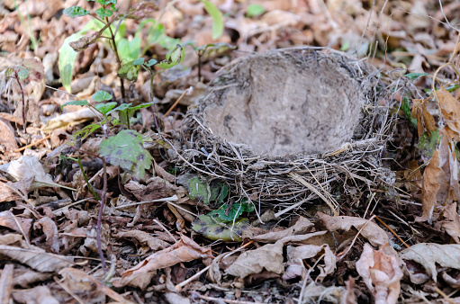 Geastrum triplex is a fungus found in the detritus and leaf litter of hardwood forests around the world. It is commonly known as the collared earthstar, the saucered earthstar, or the triple earthstar