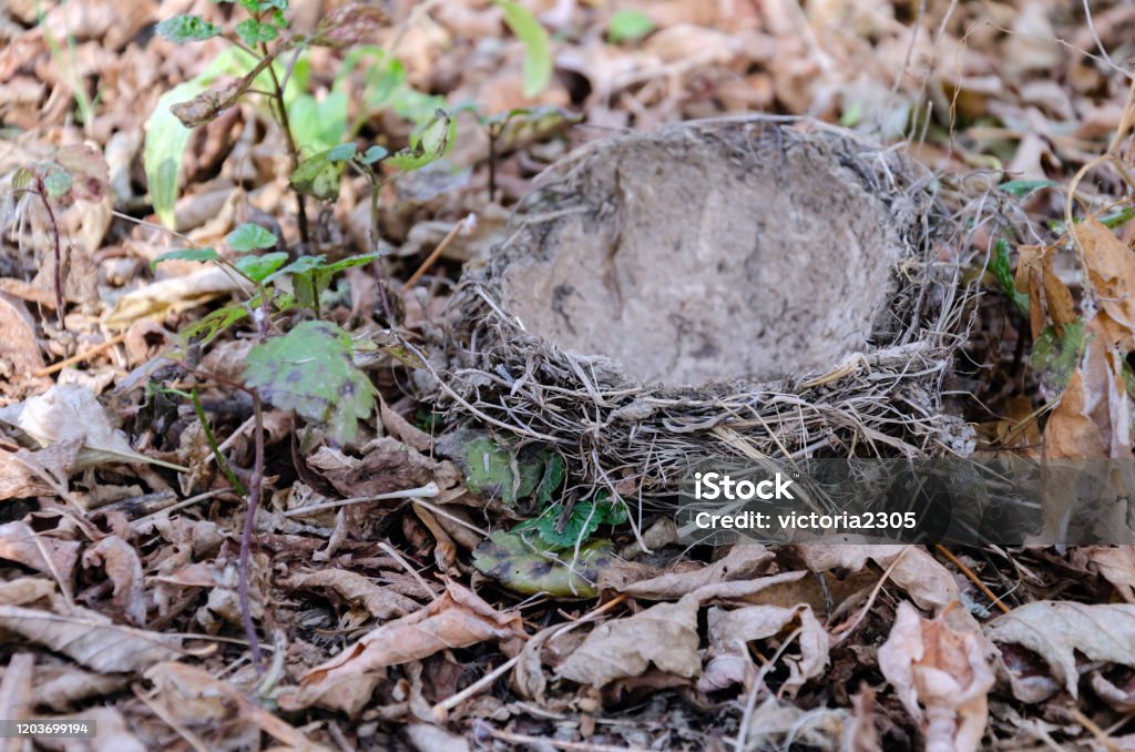 Fallen Bird Nest Lies On The Ground Stock Photo - Download Image Now - Animal  Nest, Squirrel, Animal Wildlife - iStock