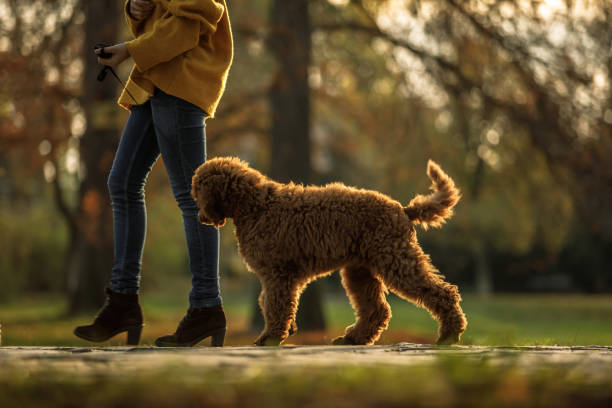 istock Female dog walker with a dog 1203699398