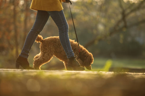 istock Sniffing its way around the park 1203699402