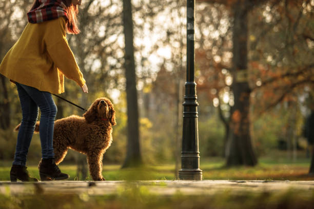 istock Female pet sitter walking a dog in a park 1203699403