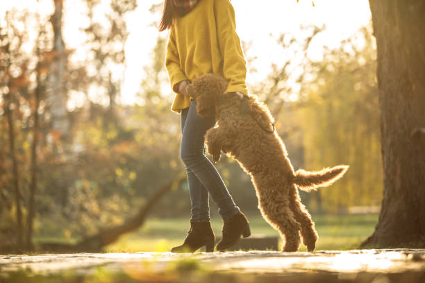 istock Happy dog jumping next to its owner 1203699406