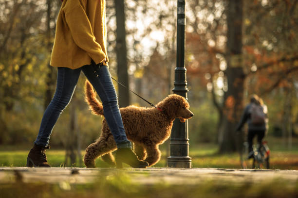 Walking time in the park for red poodle and its owner Low angle view of female animal trainer doing a training session of obedience with a red standard poodle in a public park. public park stock pictures, royalty-free photos & images