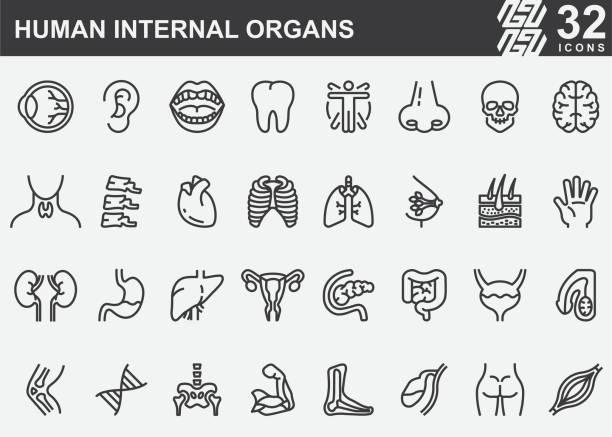 illustrations, cliparts, dessins animés et icônes de icônes de ligne d'organes internes humains - coeur organe interne