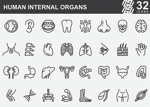 Human Internal Organs Line Icons