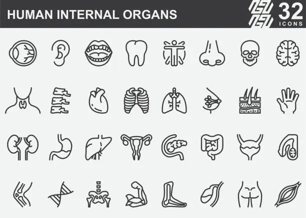 Vector illustration of Human Internal Organs Line Icons