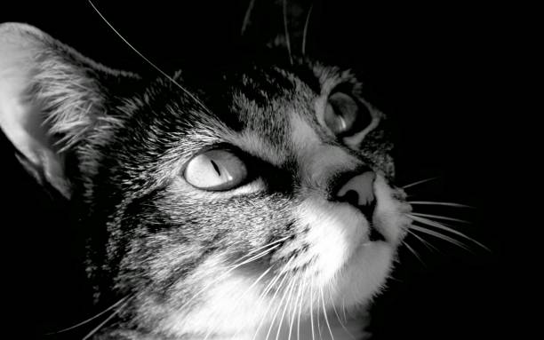 istock Photo Of A Black Cat. 1203700849