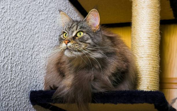 istock Photo Of A Fluffy Cat On A Roof. 1203700851