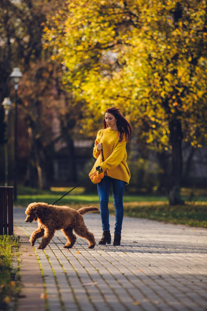 gardien d'animal familier femelle marchant un caniche standard rouge - standard poodle photos et images de collection