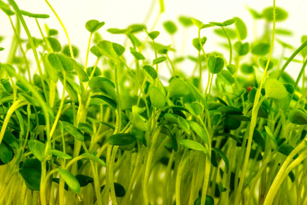 istock red clover, young shoots in a closeup 1203701132