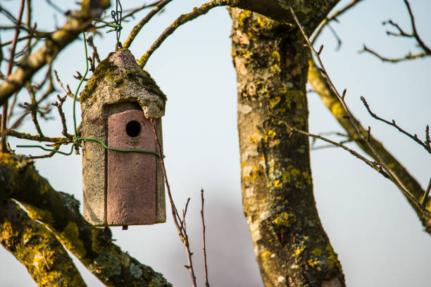 istock a birdhouse in a tree in winter 1203701136