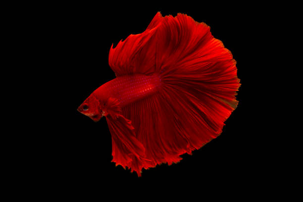 istock Super red betta fish. Siamese fighting fish isolated on black background.