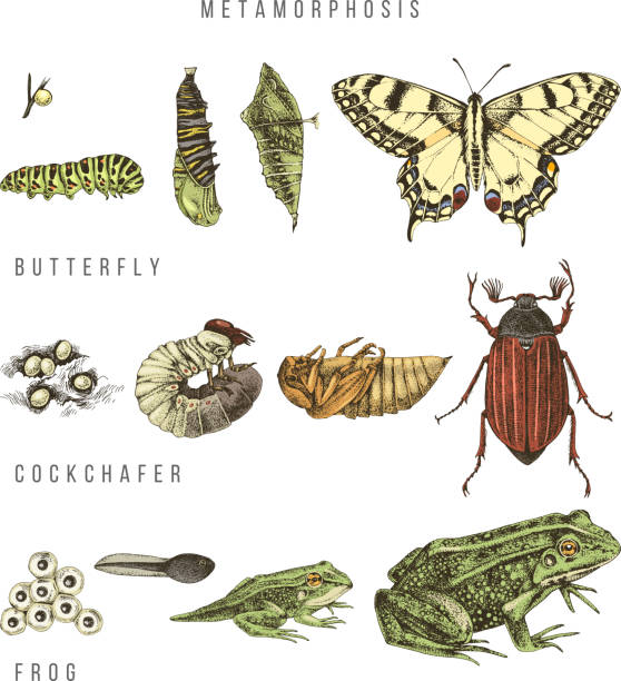 Metamorphosis of the swallowtail, cockchafer and frog Metamorphosis of the swallowtail, cockchafer and frog. Hand drawn colorful vector illustration in retro style. amphibian illustrations stock illustrations