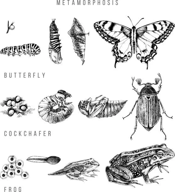 Vector illustration of Metamorphosis of the swallowtail, cockchafer and frog