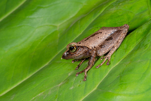 Green-eyed Bush Frog, Raorchestes chlorosomma,Munnar, Kerala, India