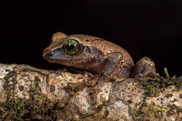 rana de arbusto de ojos verdes, raorchestes chlorosomma, munnar, kerala, india - frog batrachian animal head grass fotografías e imágenes de stock