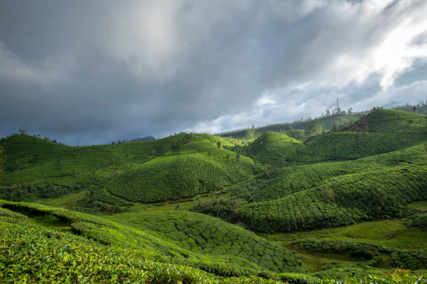 istock Plantations at Devikulam, Munnar, Kerala, India 1203703657