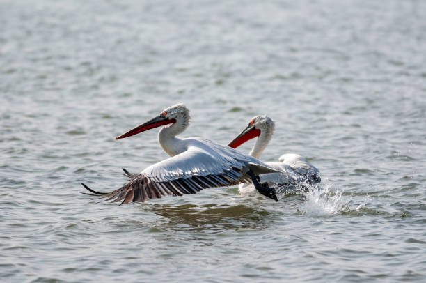 istock Dalmation Pelican, Pelecanus crispus, Jamnagar, India 1203703751