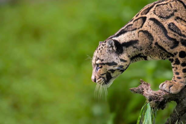 istock Clouded Leopard, Neofelis nebulosa, Himalayan foothills, India. listed as Vulnerable on the IUCN Red List. 1203703879