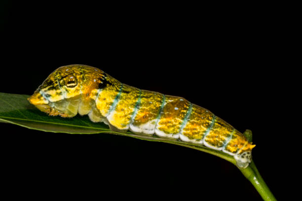 istock Malabar Raven Caterpillar, Amboli, India 1203703881