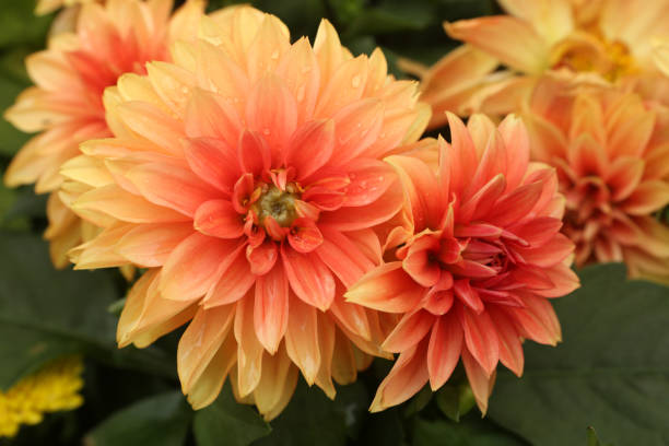 istock Garden Dahlia / Dahlia Pinnata 1203706396