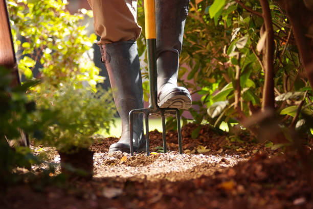 Garden digging fork Cropped shot of feet digging a patch over with a garden fork garden fork stock pictures, royalty-free photos & images