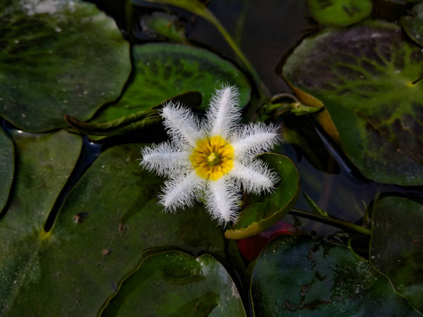 A Water snowflake or Robust marshwort. Biswanath Chariali, Assam, India - 4 March 2019: A Water snowflake or Robust marshwort (Nymphoides indica), an aquatic plant. marshwort stock pictures, royalty-free photos & images
