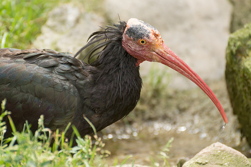 Northern bald ibis (Geronticus eremita),  also known as the hermit ibis. Black bird with red face.