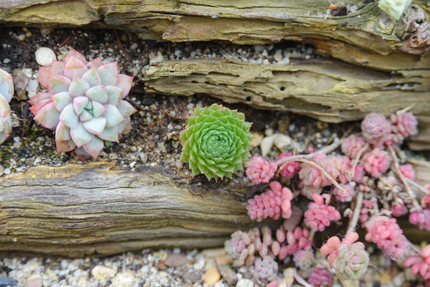 close up tiny succulent on timber decorative in succulent garden