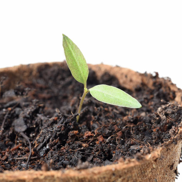 istock Potchili, chile, purple Luzi F1, seedling 1203709659