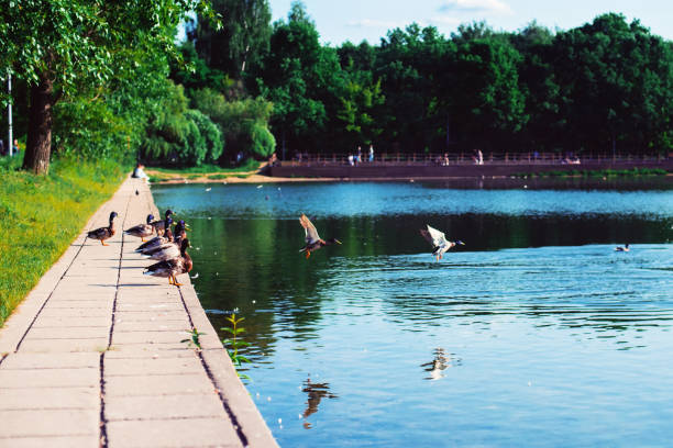 Park. Ducks relax and bask in the sun, sitting on a stone ledge on the pond on a Sunny day in the Park.