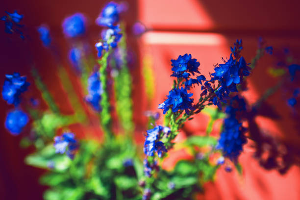 A bright bouquet of blue wildflowers on a sunny warm summer day against a red wooden wall.