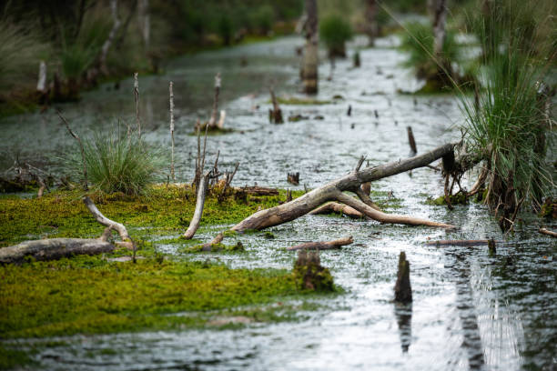 Luneburg Heath, Germany: Dead branches and trees protrude from a peat bog in the Luneburg Heath.