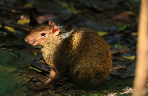 un agouti che cerca di nascondersi nella foresta pluviale - agouti foto e immagini stock