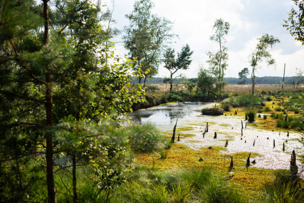 branches and trees in the peat bog, germany - bog imagens e fotografias de stock