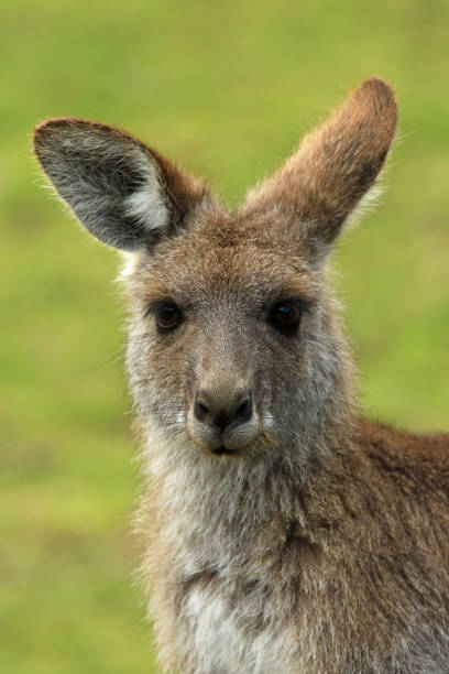 istock Portrait of an eastern grey kangaroo 1203711739