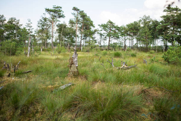 The Hautes Fagnes or High Fens is a moorland area in East Belgium between the Ardennes and the Eifel Highlands in Germany.
