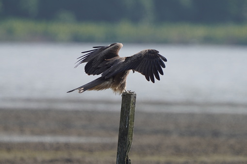 I caught this black kite a sequence of actions, landing on its favourite perching point. This raptor spread its wings wide to slow down and to land precisely on the pole. Sometimes they harass each other and compete for the best perching point.