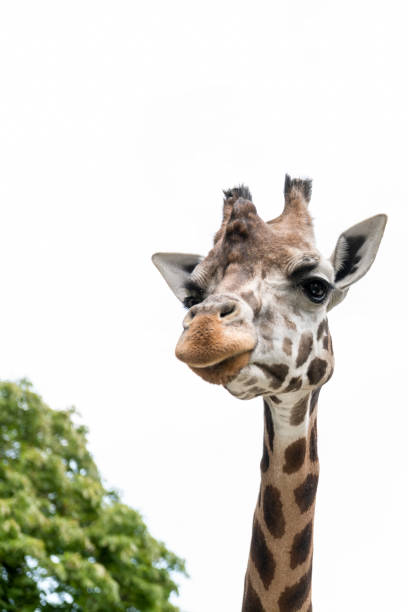 istock Gorgeous giraffes with trees in the background, feeding time 1203712328