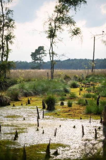 istock Branches and trees in the peat bog, Germany 1203712497