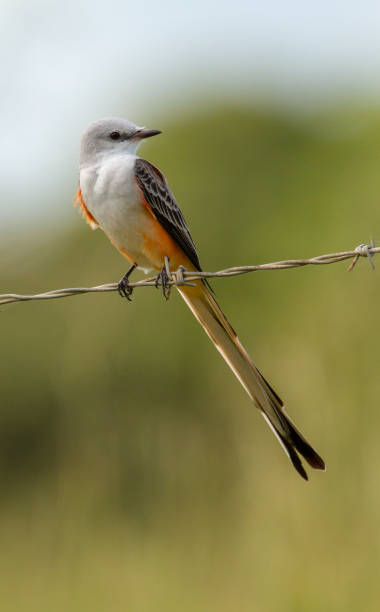 Scissor-tailed flycather sitting on the barbed wire