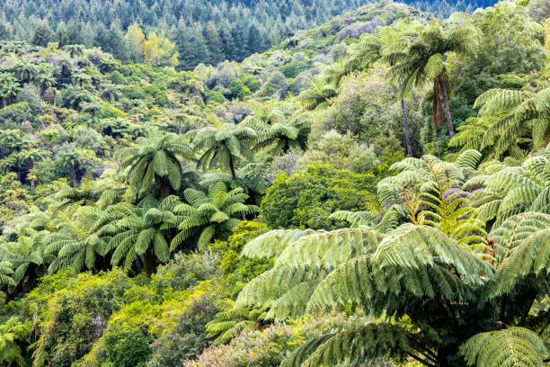 Ferns in the Rotorua Waimangu Volcanic Valley on the North Island of New Zealand