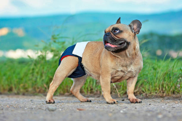 保護のために生地の期間おむつパンツを身に着けているブラウンフレンチブルドッグ犬 - パンティー ストックフォトと画像