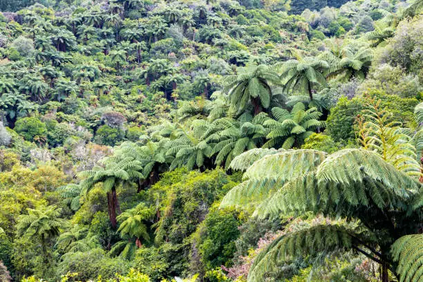 Ferns in the Rotorua Waimangu Volcanic Valley on the North Island of New Zealand