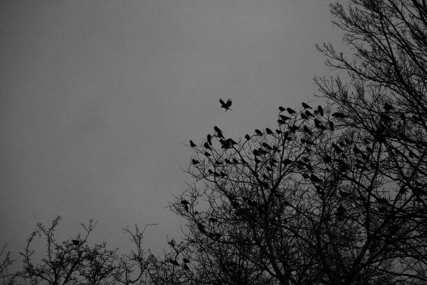 istock Flock of birds flies over a tree in the dark 1203713595