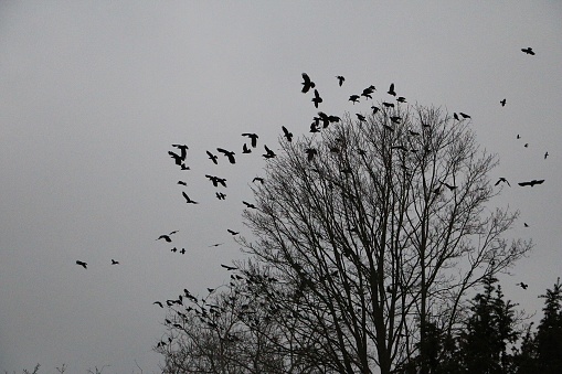 Flock of birds flies over a tree