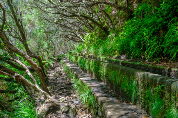 레바다 다스 25 폰테스와 레바다는 아름다운 여름날 마데이라 섬의 아름다운 꽃들과 함께 리스코 산책로를 따라 걷습니다. - deciduous tree scenics day plant 뉴스 사진 이미지