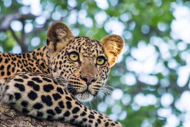 Leopard in a Tree stock photo